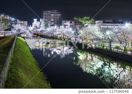 小田原城公園的夜景，大堀端街兩旁的櫻花樹被燈光照亮【神奈川縣小田原市】 117590046