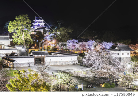 小田原城公園的夜景、燈火通明的小田原城和櫻花【神奈川縣小田原市】 小田原城公園的夜景、燈火通明的小田原城和櫻花【神奈川縣小田原市】 117590049
