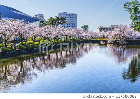 Spring scenery at Odawara Castle Park: Cherry blossom trees in full bloom along Ohori-dori street [Odawara City, Kanagawa Prefecture] 117590062
