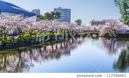 Spring scenery at Odawara Castle Park: Cherry blossom trees in full bloom along Ohori-dori street [Odawara City, Kanagawa Prefecture] 117590063