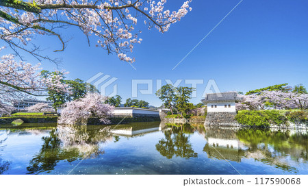 春天的小田原城址公園、護城河櫻花盛開的景色【神奈川縣小田原市】 117590068