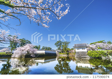 Spring at Odawara Castle Park, with cherry blossoms blooming around the moat [Odawara City, Kanagawa Prefecture] 117590074