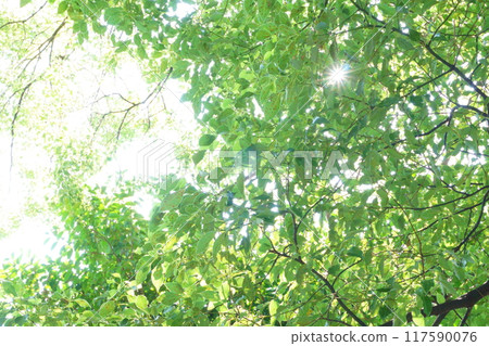 陽光透過樹葉照耀 117590076