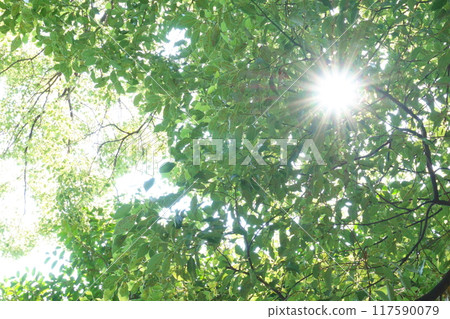 Light shining through the leaves 117590079