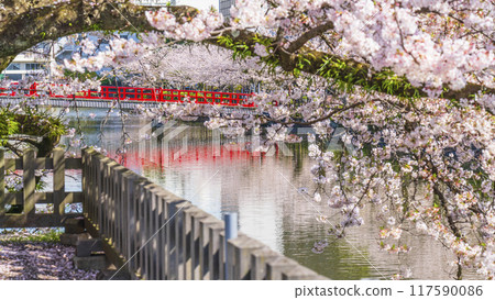 春天的小田原城跡公園,護城河和學橋櫻花盛開【神奈川縣小田原市】 春天的小田原城跡公園,護城河和學橋櫻花盛開【神奈川縣小田原市】 117590086