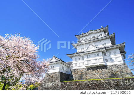 小田原城公園、天守閣和櫻花映襯下的春天景色【神奈川縣小田原市】 小田原城公園、天守閣和櫻花映襯下的春天景色【神奈川縣小田原市】 117590095