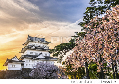 Spring at Odawara Castle Park, cherry blossoms and the castle tower at dusk [Odawara City, Kanagawa Prefecture] 117590116