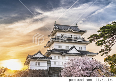 Spring at Odawara Castle Park, cherry blossoms and the castle tower at dusk [Odawara City, Kanagawa Prefecture] 117590130