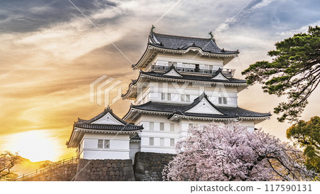 Spring at Odawara Castle Park, cherry blossoms and the castle tower at dusk [Odawara City, Kanagawa Prefecture] 117590131