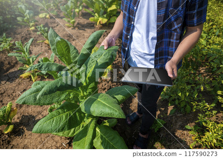 A man is standing in a field of plants, holding a tablet 117590273