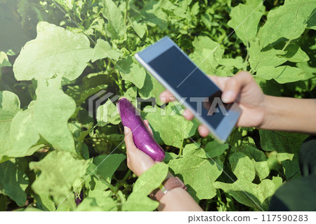 A person is holding a eggplant vegetable in a garden 117590283