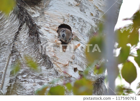 A Siberian flying squirrel and young leaves emerging from a burrow in a park in Hokkaido A Siberian flying squirrel and young leaves emerging from a burrow in a park in Hokkaido 117590761
