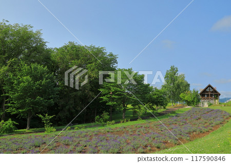 薰衣草田蔓延的美瑛西北丘陵展望公園的風景 薰衣草田蔓延的美瑛西北丘陵展望公園的風景 117590846