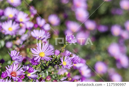 Beautiful blue flowers Sapphire Mist Aster in autumn garden 117590997