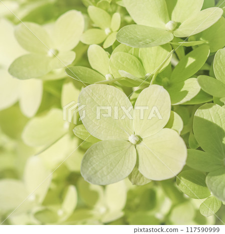 Background of white green petals of Hydrangea or Hydrangea close-up. Soft focus Background of white green petals of Hydrangea or Hydrangea close-up. Soft focus 117590999
