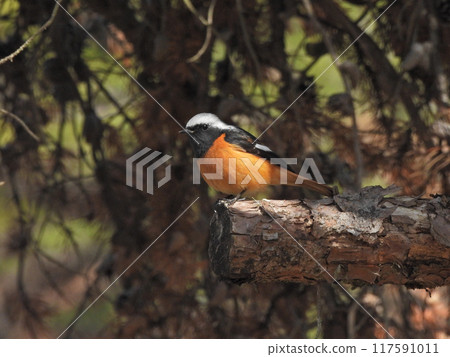 A male robin perched on a tree. 117591011