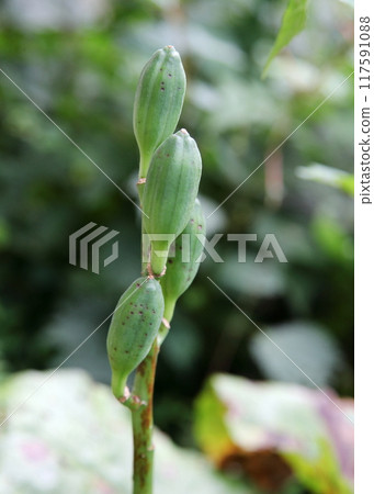 Young fruit of the lily of the valley Young fruit of the lily of the valley 117591088