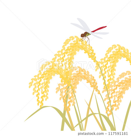 稻穗與紅蜻蜓圖解 稻穗與紅蜻蜓圖解 117591181