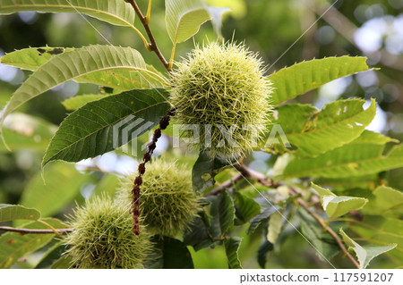 Chestnuts that have grown large 117591207