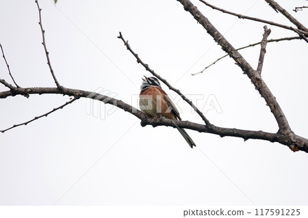 一隻彩旗棲息在樹枝上。 117591225