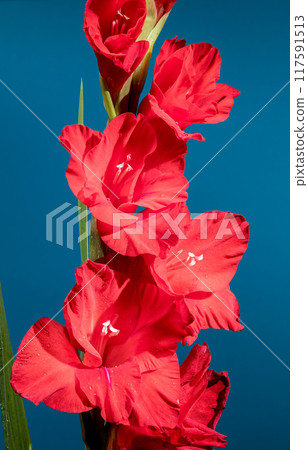 Blooming red gladiolus Oscar on a blue background Blooming red gladiolus Oscar on a blue background 117591513