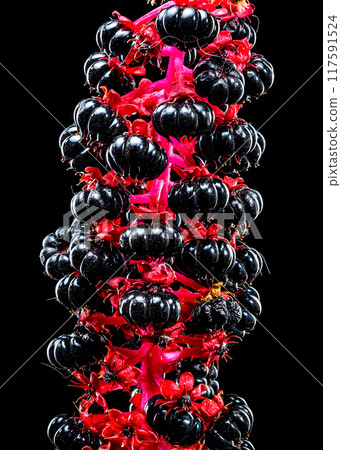 Blooming black pokeweed on a black background Blooming black pokeweed on a black background 117591524