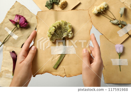 Herbarium of flowers on vintage papers in hands on white background, top view Herbarium of flowers on vintage papers in hands on white background, top view 117591988