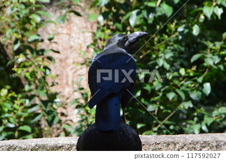 A crow (Iwashimizu Hachiman Shrine, Otokoyama approach / 30 Yawata Takabo, Yawata City, Kyoto Prefecture) 117592027