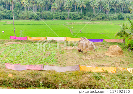 Rural landscape in India 117592130