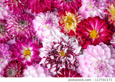 Colorful autumn flower background of flowers dahlias. Floral Greeting card. Nature trendy decorative design. Nature concept. Flat lay. Colorful autumn flower background of flowers dahlias. Floral Greeting card. Nature trendy decorative design. Nature concept. Flat lay. 117592171