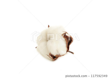 Cotton plant flower isolated on white background Cotton plant flower isolated on white background 117592349