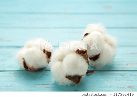 Beautiful white cotton flowers on blue background 117592419