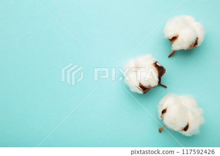 Beautiful white cotton flowers on blue background with copy space 117592426