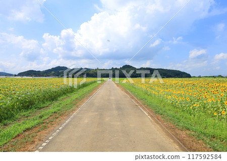 Sunflower fields/Mashiko Town, Tochigi Prefecture Sunflower fields/Mashiko Town, Tochigi Prefecture 117592584