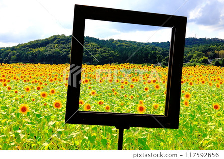 Sunflower Festival/Mashiko Town, Tochigi Prefecture 117592656