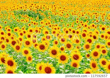 向日葵節/栃木縣益子町 117592657