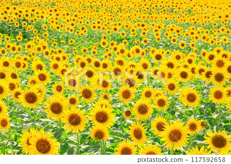 向日葵田/栃木縣益子町 117592658