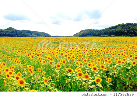 向日葵節/栃木縣益子町 117592659