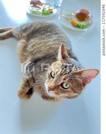 Homemade breakfast and brown tabby cat Homemade breakfast and brown tabby cat 117592846