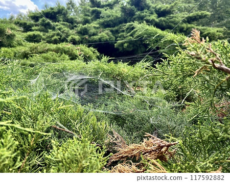 spider web on the juniper tree in the forest close-up 117592882