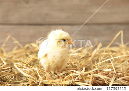 Chick in a basket on grey wooden background 117593315