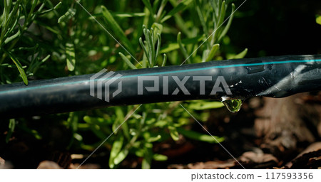 Close-up of a black irrigation pipe with a water droplet forming, set among green foliage, highlighting efficient watering. 117593356