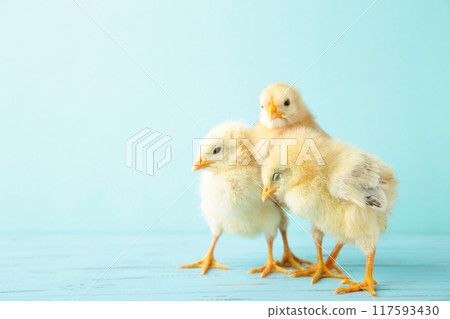 Little chickens on blue background with copy space. Top view 117593430