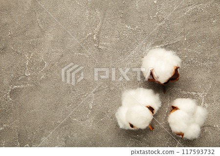Beautiful white cotton flowers on grey background with copy space Beautiful white cotton flowers on grey background with copy space 117593732