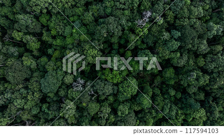 Aerial view nature green forest and green tree forest texture background, Texture and background green tree forest view from above, Nature conservation ecosystem. Aerial view nature green forest and green tree forest texture background, Texture and background green tree forest view from above, Nature conservation ecosystem. 117594103