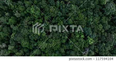 Aerial view nature green forest and green tree forest texture background, Texture and background green tree forest view from above, Nature conservation ecosystem. Aerial view nature green forest and green tree forest texture background, Texture and background green tree forest view from above, Nature conservation ecosystem. 117594104
