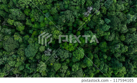 Aerial view nature green forest and green tree forest texture background, Texture and background green tree forest view from above, Nature conservation and ecosytem. 117594105