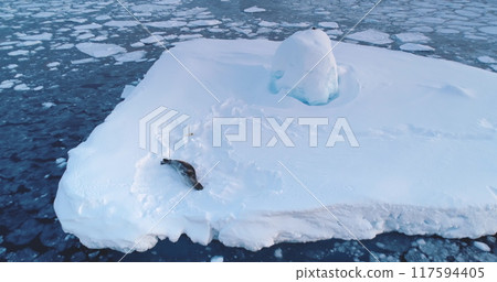 Antarctic wild animals - seal resting on ice floe. Aerial flight over snow covered iceberg drifting cold polar ocean. Explore wildlife rare species in Antarctic Peninsula. Beauty wild untouched nature 117594405