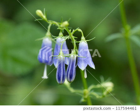 Beautiful blue-purple flowers of the bellflower bloom in early autumn. 117594461