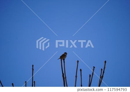 冬日天空中的麻雀 117594793